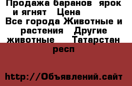 Продажа баранов, ярок и ягнят › Цена ­ 3 500 - Все города Животные и растения » Другие животные   . Татарстан респ.